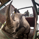 Image for article titled The Best Way To Transport A Rhino? Upside Down, Tied to a Helicopter
